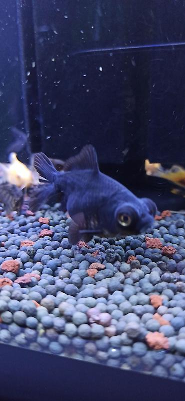 glofish balığı: Qızıl balıq, Sülhsevər — 8