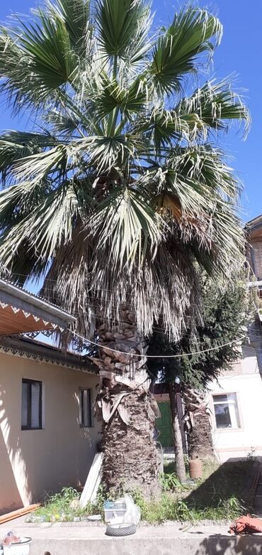 Palma: Palma ağacları satılır.2ədəd var. 7metrdən hündürdü. birinin qiyməti