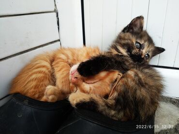 будка для кошки: Отдадим котят в хорошие и добрые руки! Котята очень краивые! Котята