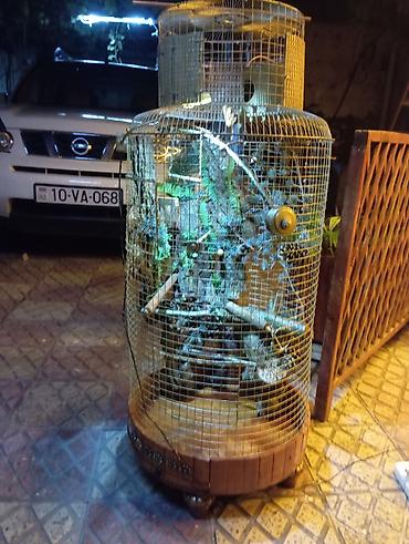 qefəs: Dekorativ quş qəfəsi – əl işidir - Material: metal tor, taxta baza və — 4