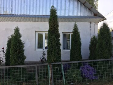 автохит набор инструментов: Туя западная (вертикальные хвойные деревья для живой изгороди/декора