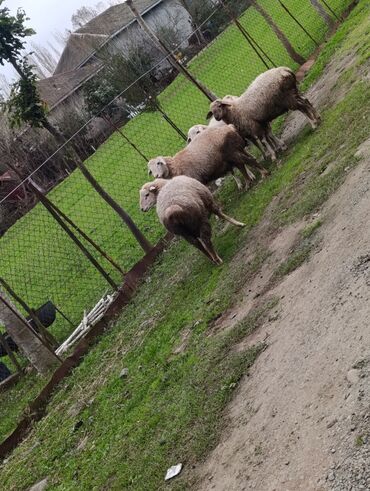Kənd təsərüfatı heyvanları üçün digər mallar: 🌾 Lənkəranda bağda saxlanılan quzular 🐏 Təmiz, sağlam və ətli 💚 — 8