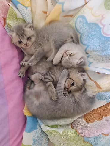 rakun satışı: Şinşilla — 5