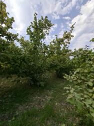 дачные участки купить: 10 соток, Для сельского хозяйства, Возможен обмен, Купчая