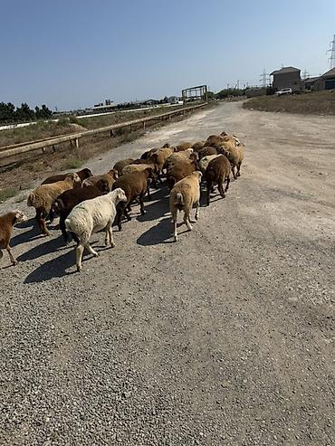 kanada sortu hinduska: Salam aleyküm kom 235 tek tek 220 den 260 m kimi deyişi 30 quzdu 3 — 8