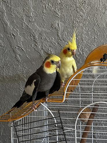 dişi labrador: 3 dənədir tam sağlam quşlardı 2 erkey 1 dişi ələ öyrədilmiş quşlardı — 1