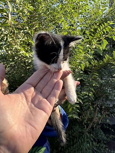 котенок отдам даром: Мальчик. Отдам даром. Котёнок черно-белого окраса Около 3-4 месяцев — 3