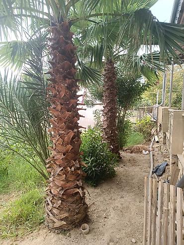 rozmarin bitkisi: Dekorativ palma ağacları – iri ölçülü, fan formalı yarpaqlı növ — 3