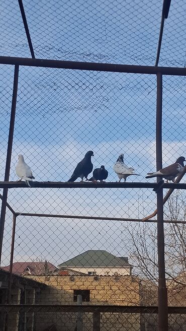 Göyərçinlər: Satılır — 1