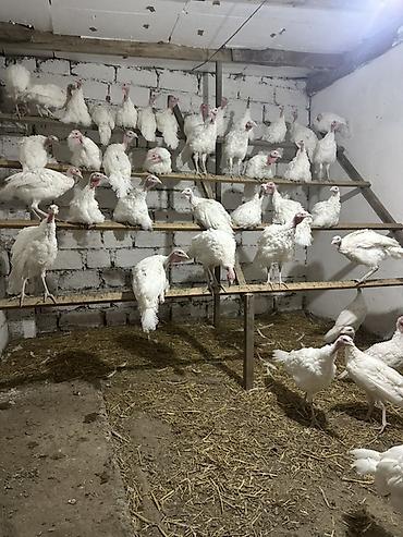 turbo az heyvanlar: Ağ rəngli hind toyuqları (hinduşka) – etlik damazlig istiqamət say 50 — 2