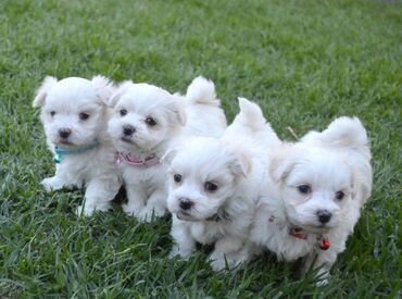 Lovely Maltese puppies available for adoption. 11 weeks old now