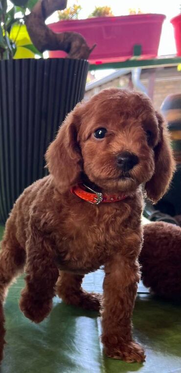 Psi: Na prodaju prelepi štenci toy pudle crvene i crne. Genetski testirani — 1