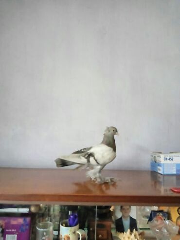 канарейка птица: Продаю молодой самец игра гребля винт цена 500сом