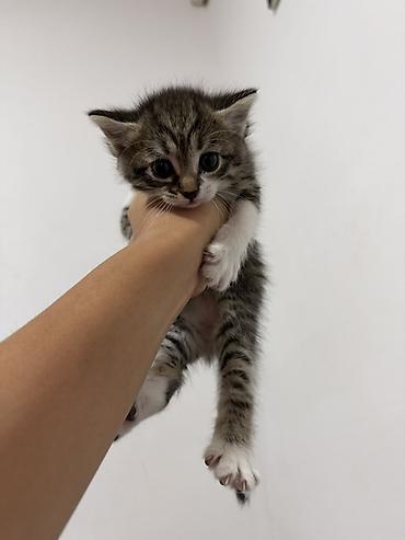 корм для курей несушек: 1 месяц, Девочка — 3