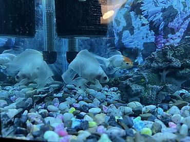 akvarium qiymeti: Akvariumun üst qabaq şüşəsinin bir hissəsi yoxdur.İstənilən şüşə zoo — 2