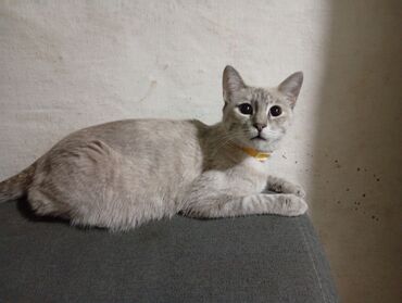 кошки продажа: Котята с мамой-кошкой Описание: а то отдам даром котят полтора месяца