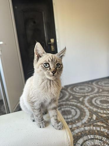 продажа домашних животных: Котёнок с голубыми глазами и кремово-серебристым окрасом — 5