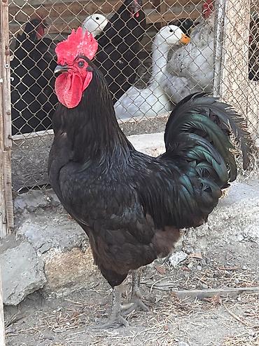 Heyvanlar: Xoruz, il: 2, Ünvandan götürmə — 2