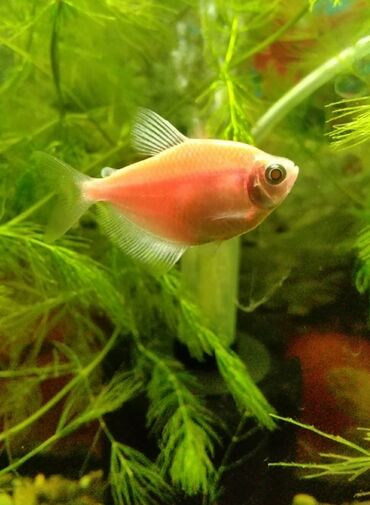 купить аквариум: Glofish balıqlari . xırda ölçü deyillər normal boydadirlar 6 rengi