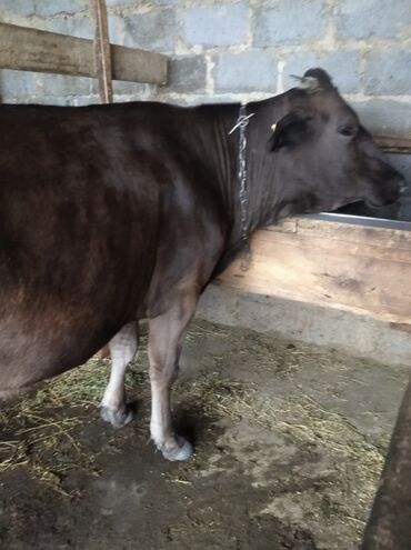 быки шароле: Продаю | Корова (самка) | Алатауская | Для молока | Стельные