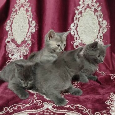 возьму кошку в добрые руки: Продам котят в добрые руки 3 девочки и 1 мальчик. Котята породистые