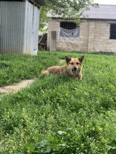 İtlər: Alman çoban iti, 11 ay, Erkek, Cütləşmə üçün, Rayonlara çatdırılma, Ödənişli çatdırılma