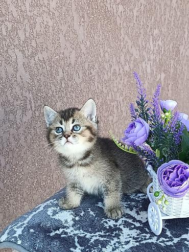 карова с теленком: Скотиш Фолд (Шотландская вислоухая), 1 месяц, Девочка, Золотая шиншилла, Приучена к лотку, Проглистована — 9