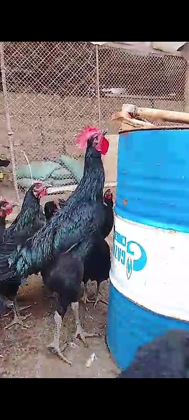 Куры, петухи: Продаю | Петух | Для разведения — 13