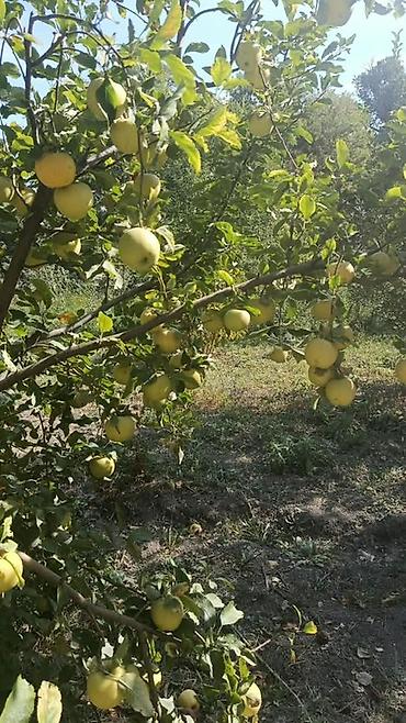 сливы пантеры в катедже: Яблоки Голден — 1