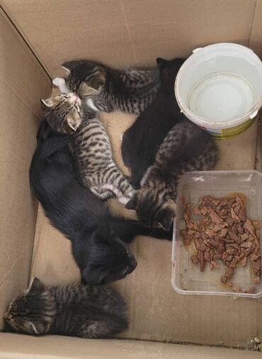 продажа котят: 1 месяц, Девочка