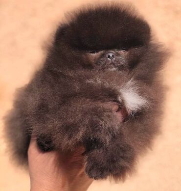 Psi: Pomeranski špic,Pomeranac,Pomeranian,Boo štenci Ako ste odgovorna — 10