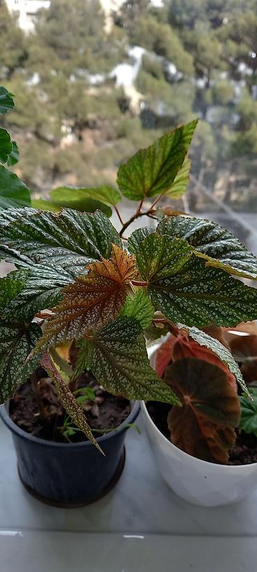 nokia yarpaq: Satılır: otaq gülləri kolleksiyası - Sardunya (Pelargonium) – bir — 7