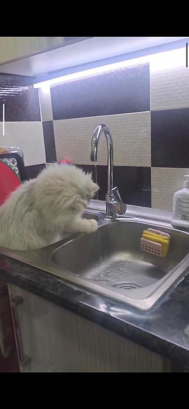 Pişiklər: Dişidi çütleşdirilir 0702500507 — 9