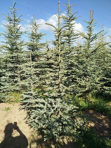 Берёза: Саженцы Платная доставка — 22