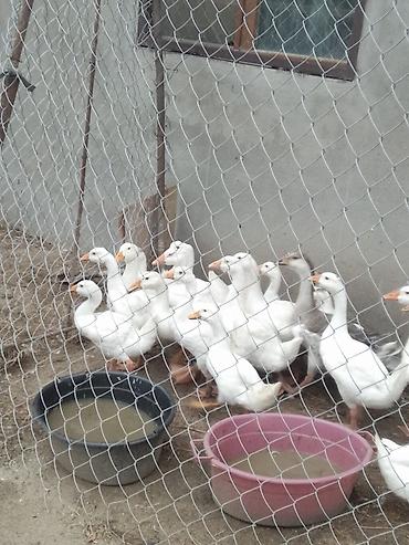 yerli ordək: Linda qazlarıPekin ordeyleri 20m Pekin ordeyi,25 m Linda qazlari — 5