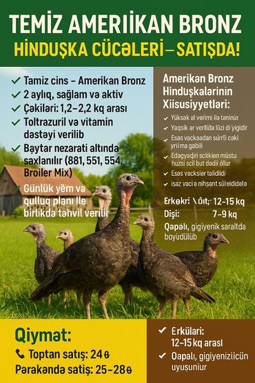 ördək balası haqqında məlumat: Amerikan bronz hinduskalarin 2 aylıq balaları satılır içində 5 ədəd