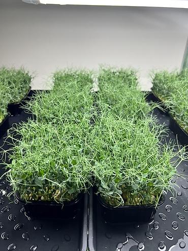 Микрозелень: Микрозелень в Бишкеке Горох подсолнечник, брокколи, горчица, редис — 12
