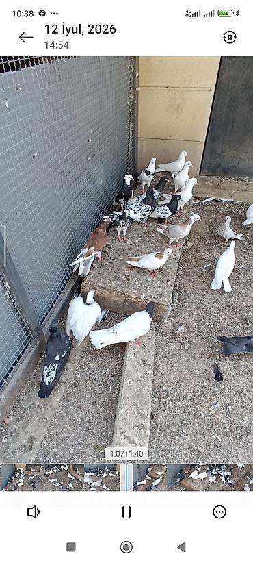 ördək balası və cücə: Biri 10-50₼ arası satılır. Kürdə razılaşmaq olar. Ev göyərçinləri — 2