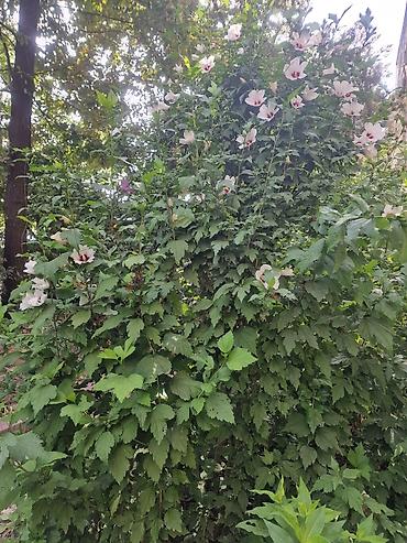 сирийский: Сирийский гибискус (Hibiscus syriacus) — декоративный листопадный — 3