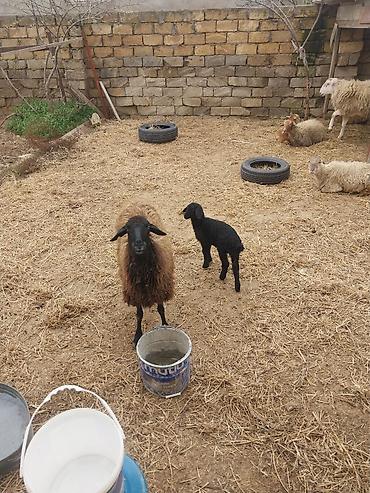 Qoyunlar, qoçlar: Razılaşma yolu ilə çox təcili satılır.balalı balasız fərq etmir — 18
