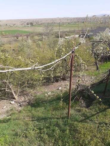 Qarajlar: 34 sot, Kənd təsərrüfatı