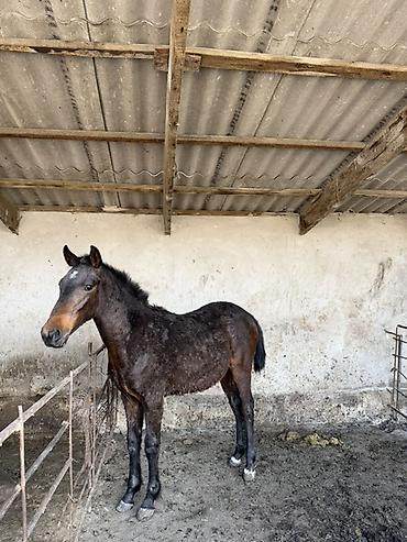 Лошади, кони: Продаю | Жеребец | Рабочий at lalafo.kg — 9 Лошади, кони: Продаю | Жеребец | Рабочий — 9