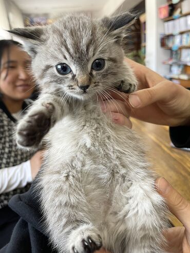 котята сибирской кошки: 3 месяца, Мальчик, Серый, Метис, Приучена к лотку