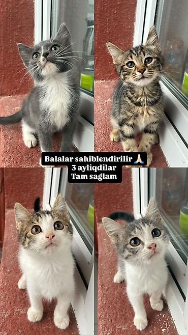 Erkək, Dişi, Yaxşı əllərə lalafo.az -da Erkək, Dişi, Yaxşı əllərə