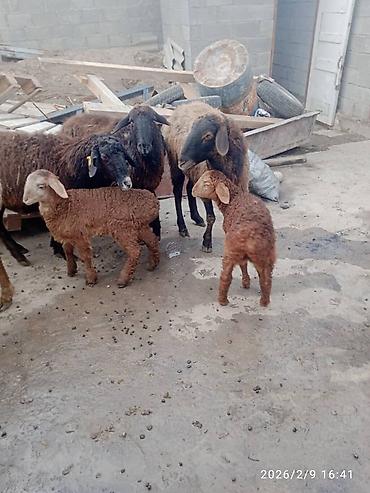 Баран, овца: Продаю | Баран (самец) | Для разведения | Матка — 10