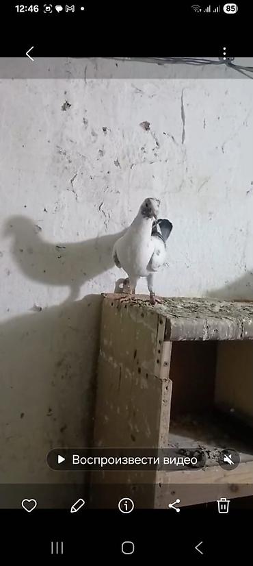 Göyərçinlər: 🐦 Uzaq Məsafəyə Uçan Göyərçinlər Satılır! 2 ədəd erkək göyərçin — 7