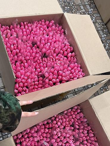 Цветы и букеты: Тюльпаны тепличного выращивания — срезка оптом. - Цвета — 9