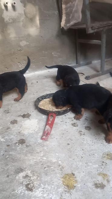İtlər: Rotveyler, 2 ay, Erkək, Peyvəndli, Ünvandan götürmə -da lalafo.az — 19 İtlər: Rotveyler, 2 ay, Erkək, Peyvəndli, Ünvandan götürmə — 19
