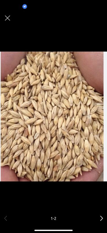 где купить семена пшеницы: Семена и саженцы Ячменя, Самовывоз