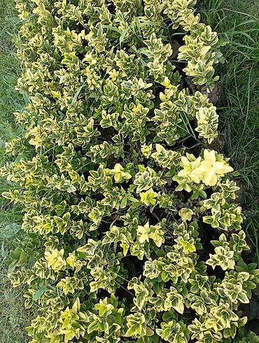 guller haqqinda melumat: Dekorativ müxtəlifyarpaqlı çit kolları – Euonymus fortunei “Emerald’n — 4